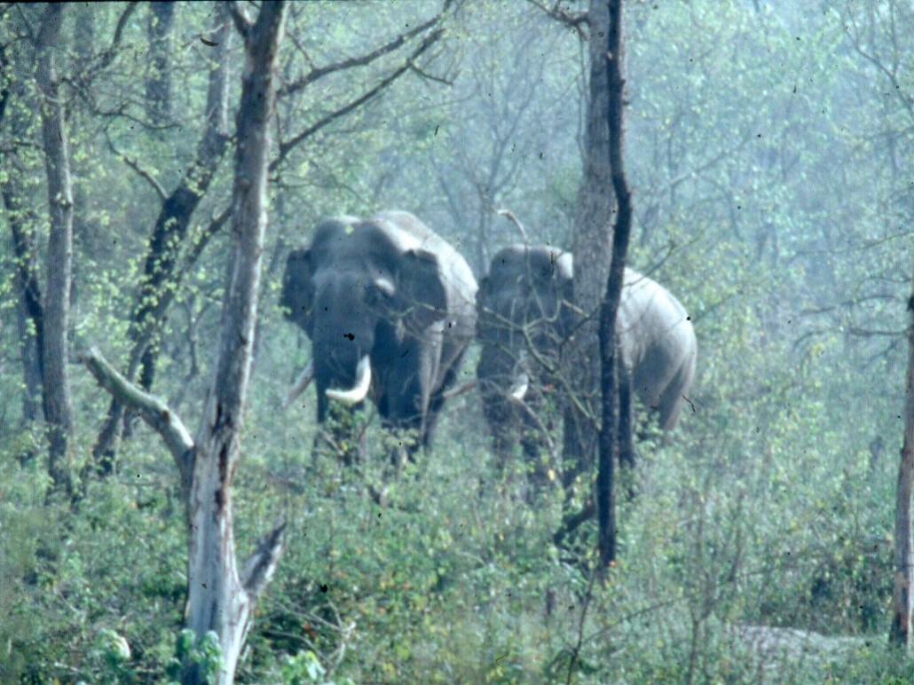 Elephants in the trees